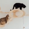 What Changes Can You Expect from Your Dog After Boarding?