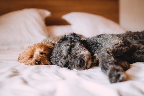 How Do You Keep Your Furry Buddy Healthy?