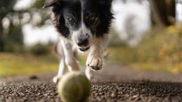 Tips for Caring for Your Dog After Surgery