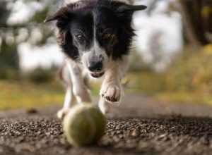 Tips for Caring for Your Dog After Surgery