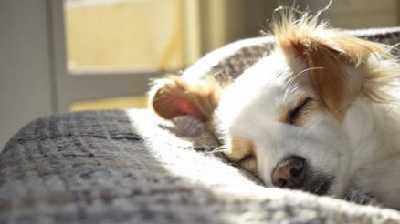 How Can We Keep Our Aging Pets Strong and Healthy?