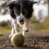 Tips for Caring for Your Dog After Surgery