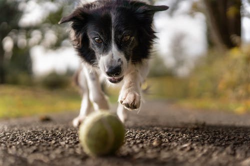 Tips for Caring for Your Dog After Surgery