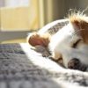 How Can We Keep Our Aging Pets Strong and Healthy?