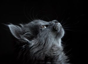 Pet Talk: 3 Signs of Dog Seizure You Should Be Aware of