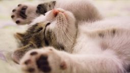 Pet Cancer Varieties: How to Spot Them and Treat Effectively