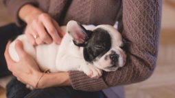 Wellness Plans: A Way to Improve Your Pet’s Health