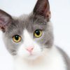 What You Need to Know About Pet Dental Care