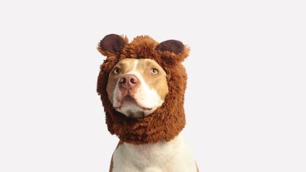Pet Pampering: Grooming Services