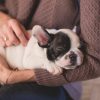 Wellness Plans: A Way to Improve Your Pet’s Health