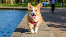 Rehabilitation and Recovery Tips for Post-pet Surgery