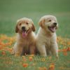 Health Care Tips for Your Senior Pet