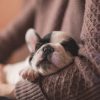 The Importance of Routine Exams for Your Pets: A Comprehensive Guide