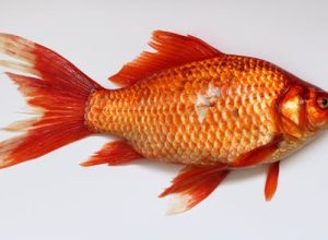 The Multi-Faceted Approach to Pet Health: Combining Wellness Programs, Regular Exams, and Surgical Care