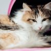 Unmasking the Secrets of Veterinary Dentistry