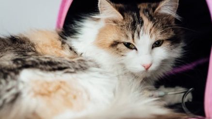 Unmasking the Secrets of Veterinary Dentistry