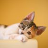 A Comprehensive Guide to Your Pet’s Veterinary Surgery: What You Need to Know