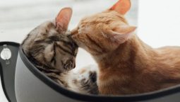 What Tests Should Be Included in Geriatric Vet Regular Check-Ups? What Tests Should Be Included in Geriatric Vet Regular Check-Ups?