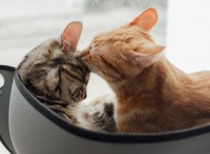 What Tests Should Be Included in Geriatric Vet Regular Check-Ups?