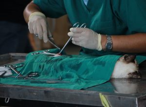 What Every Pet Owner Needs to Know About Veterinary Diagnostics