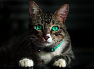 How Can You Contribute to Your Pet’s Health with Routine Care?