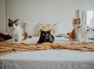 When Should I Seek Vet Care If My Pet Shows Serious Symptoms?