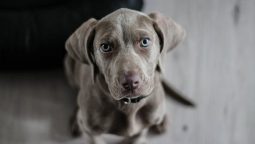 Why Is Heartworm Prevention Essential For My Pet’s Health?