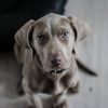 Why Is Heartworm Prevention Essential For My Pet’s Health?