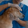 What Medical Conditions Can a Vet Internal Medicine Specialist Address?