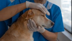 What Medical Conditions Can a Vet Internal Medicine Specialist Address? What Medical Conditions Can a Vet Internal Medicine Specialist Address?