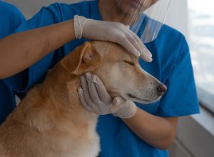 What Medical Conditions Can a Vet Internal Medicine Specialist Address?