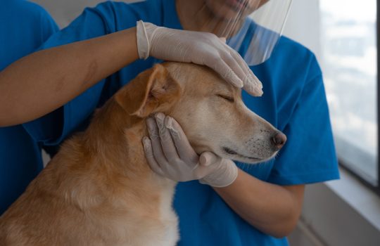 What Medical Conditions Can a Vet Internal Medicine Specialist Address?