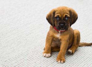 Who Should Administer Pet Vaccinations for Optimal Results?