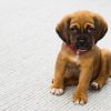 Who Should Administer Pet Vaccinations for Optimal Results?
