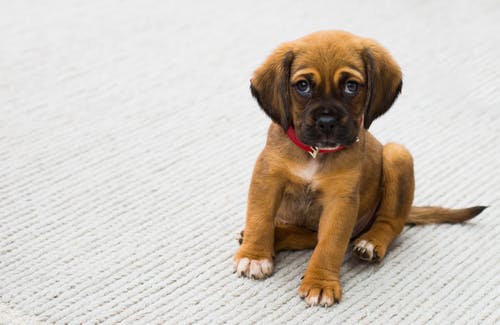 Who Should Administer Pet Vaccinations for Optimal Results?