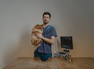 Who Are Suitable Candidates for Pet Wellness Exams?
