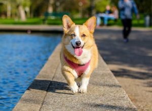 What Are the Long-Term Effects of Ignoring Pet Vaccinations?