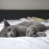 Who Should Perform Dental Surgery on Animals?