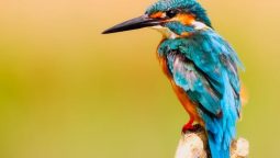 What Should I Do in a Veterinary Emergency? What Should I Do in a Veterinary Emergency?