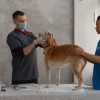 Where Can I Find a 24/7 Animal Emergency Hospital?