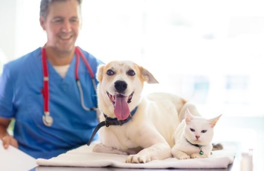 How Quickly Can Pets Recover with Cold Laser Therapy?