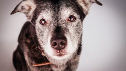 What Pain Relief Options Exist for Senior Pets?