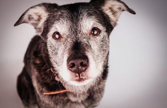 What Pain Relief Options Exist for Senior Pets? What Pain Relief Options Exist for Senior Pets?