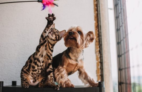 How to Choose the Right Surgeon for Your Pet How to Choose the Right Surgeon for Your Pet