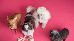 Why Might Your Vet Recommend Specialty Diagnostic Tests?