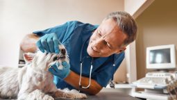 How Can Dental Diseases Affect Your Pet’s Overall Health?