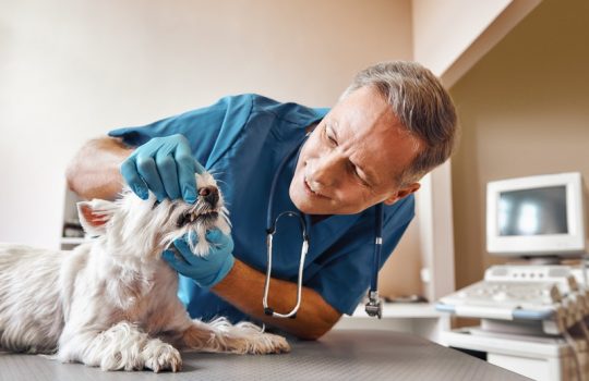 How Can Dental Diseases Affect Your Pet’s Overall Health?