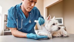 What Common Emergencies Require Immediate Vet Care for Pets? What Common Emergencies Require Immediate Vet Care for Pets?