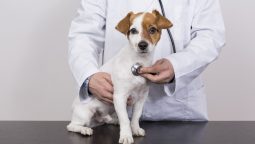 What Happens During a Routine Pet Check-up Visit? What Happens During a Routine Pet Check-up Visit?
