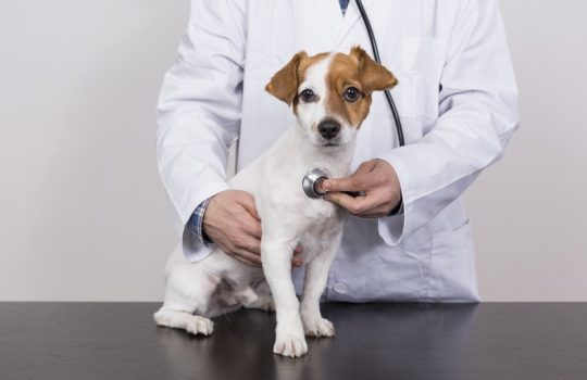 What Happens During a Routine Pet Check-up Visit?